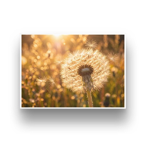 Pusteblume kunstdruck 15x10 - kunstdruck, a4
