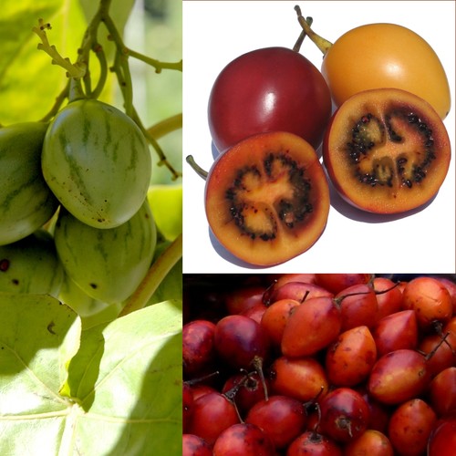 Samen tomatenbaum tamarillo - samen,