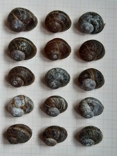 15 Schneckenhäuser, Helix