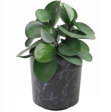 Blumentopf pflanzentopf - blumentopf,