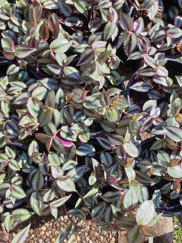 Zebrakraut tradescantia - zebrakraut,