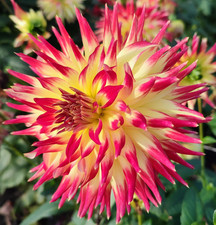 Kaktusdahlie  Dahlie Dana D15-20 H120 1 Wurzelstock.