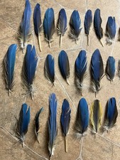 35 kurze Papageienfedern vom