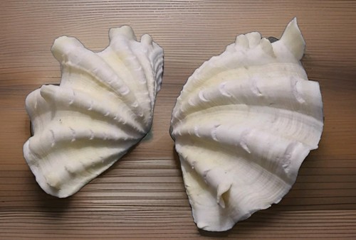 Mördermuschel tridacna set - tridacna, je