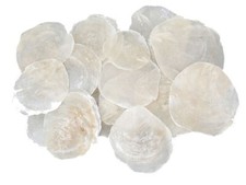 100 STK Capiz Muscheln
