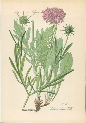 Chromolithographie - ,