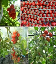 rote Dattel Tomate oval Naschtomate intensiver süßer Geschmack  