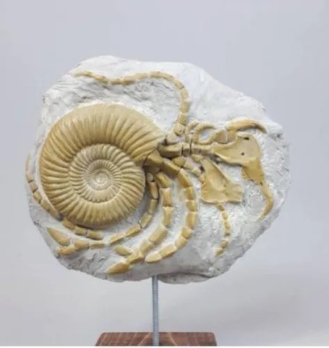 Abgil zoologische fossilproben - abgil,
