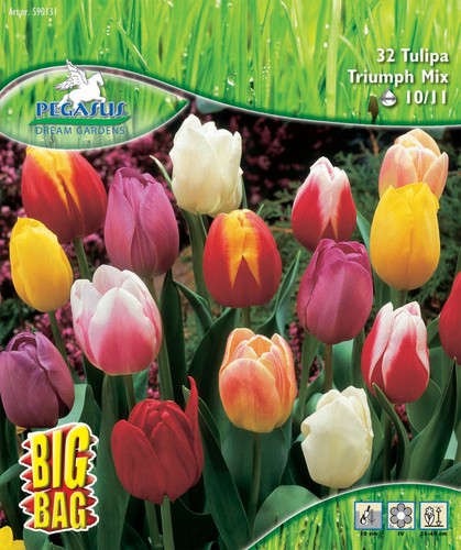 Pegasus bigbag triumph tulpen - pegasus,