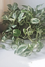 Ableger zweifarbige schöne gelockte Sorte Scindapsus Epipremnum Rankpflanze