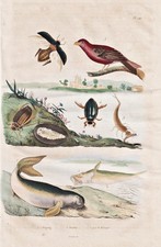 Seekuh Käfer Insekt Vogel