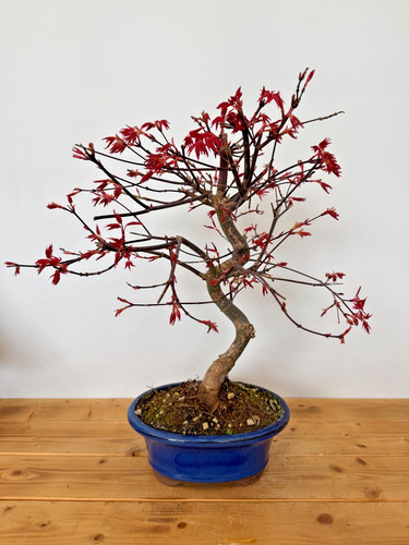 Bonsai acer palmatum deshojo - acer,