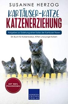 Kartäuser-Katze