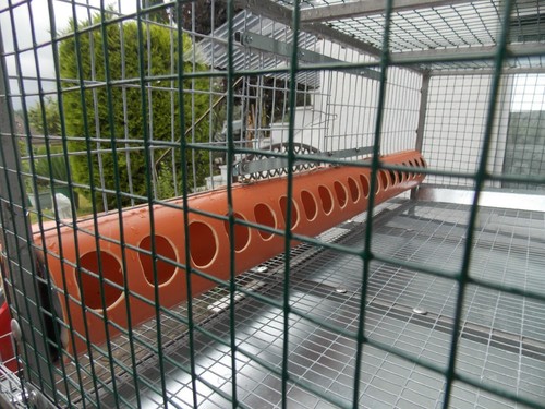 Wachtel käfig - wachtel,