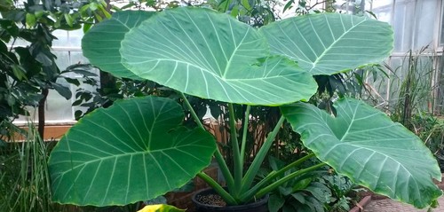 Colocasia(Leucocasia)GIGANTEA