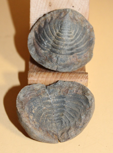 Metacryphaeus giganteus - metacryphaeus,