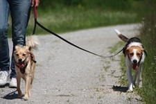 BIOTHANE Zwillingsleine