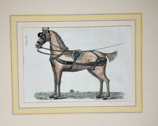 William Felton, Pferd in