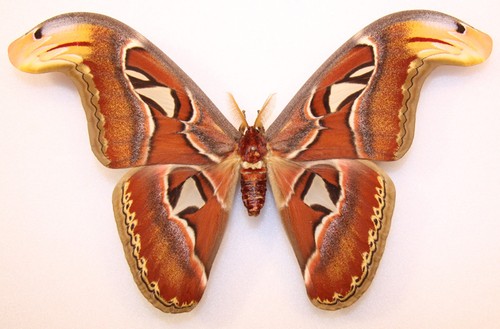 Attacus atlas männchen - -,