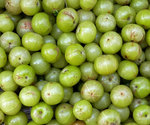 Samen amla indische - samen,