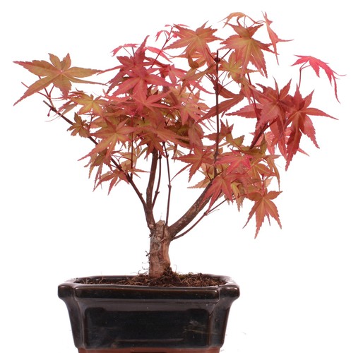 Bonsai acer palmatum deshojo - bonsai,