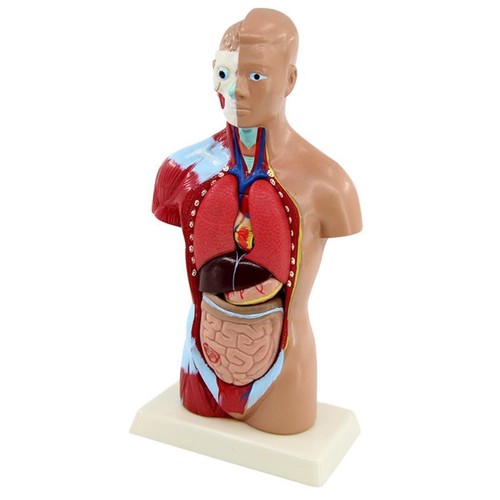 Torso menschlicher - torso,