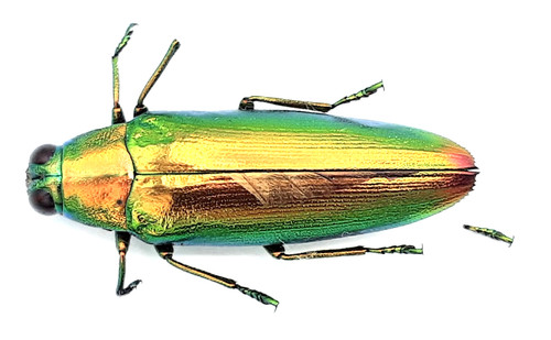 Buprestidae chrysochroa - buprestidae,,