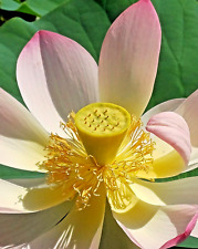 SAMEN Lotus Blume Blumen Frühling seltene Pflanzensamen Balkon rar Wasserpflanze