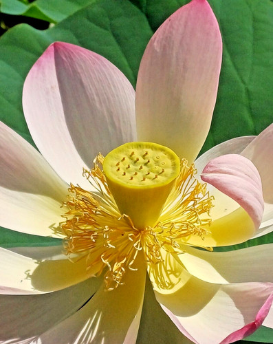 Samen lotus blume - lotus,