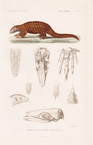 Schuppentier pangolin china - schuppentier,