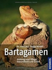 Bartagamen haltung und - haltung,
