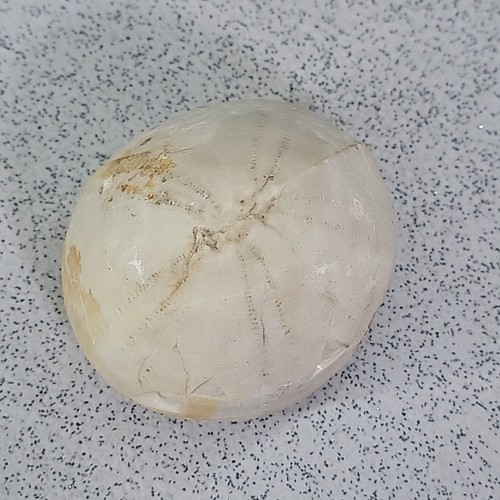 Echinoid fossil seeigel echtes - fossil,