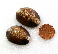 2 große echte  Kauri Muscheln