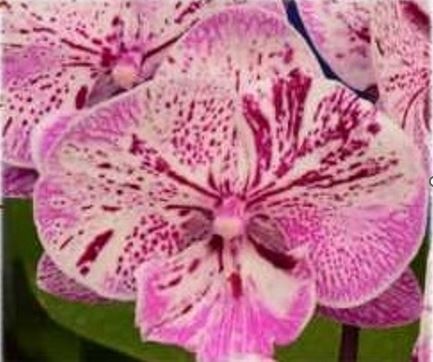 Phalaenopsis kaleidoscope - phalaenopsis,