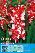 @ (◕‿◕)\@  GLADIOLEN 