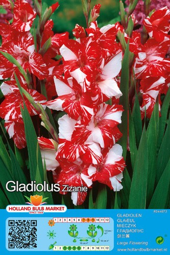 Gladiolen - ,