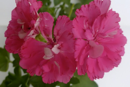 Pelargonie geranie pink - pelargonie, ,,pink