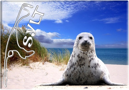 Foto magnet sylt - magnet, robbe