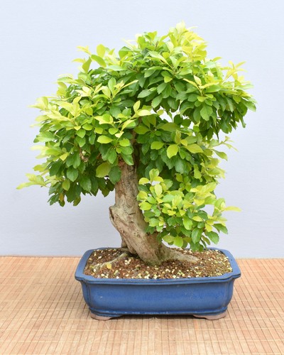Bonsai indoor taubenbeere - indoor,,