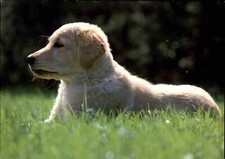 DJH Spenden-Karte Spendenkarte Tiere Animals Hund Dog LABRADOR Welpe color AK