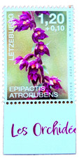 Orchidee epipactis - orchidee, (epipactis