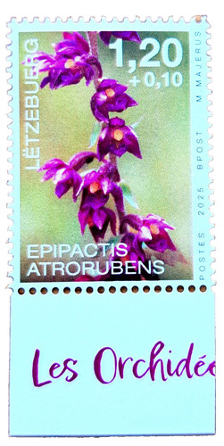 Orchidee epipactis - orchidee, (epipactis