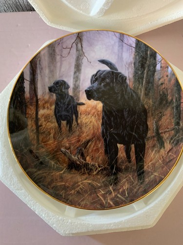 Labrador hundeteller hot - labrador, on