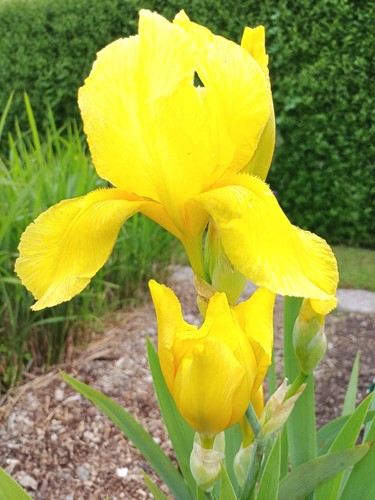 Hohe bartiris goldfackel - bartiris, "goldfackel"