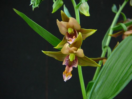 Epipactis hybride gigantea - epipactis, hybride: