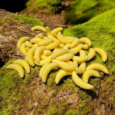 Bienenmaden täuschend echte