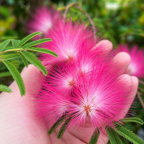 Albizia julibrissin 250 samen - 250,