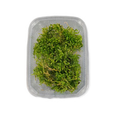 Taxiphyllum barbieri Portion Javamoos Aquarium Moos pflegeleicht Dennerle 30192