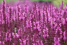 Steppen-Salbei Salvia nemorosa