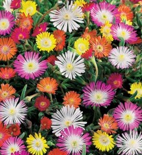 1.000 Samen Mittagsblume Mischung -Mesembryanthemum- Blumensamen Balkonblumen 